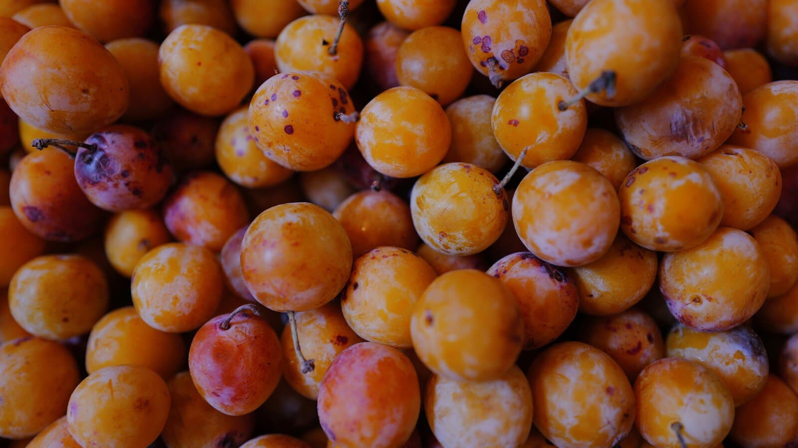 Prunes